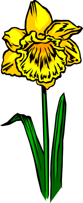 Vector Illustration of Daffodil Spring Perennial Botanical Horticulture Flowering Plant