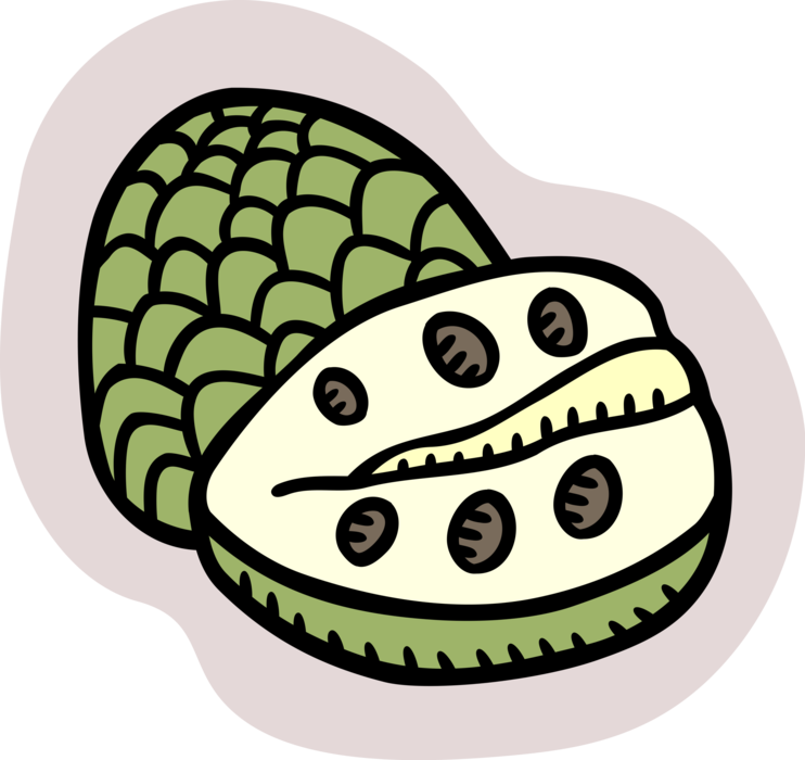 Vector Illustration of Cherimoya or Chirimoya Creamy Texture Edible Fruit Custard Apple is "The most delicious fruit known to man"