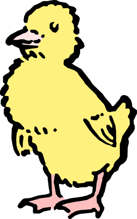 Vector Illustration of Newborn Infant Baby Yellow Chick Hen Chicken Bird