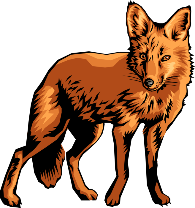 Vector Illustration of Omnivorous Mammal Red Fox on the Prowl