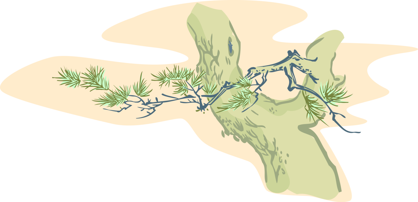 Vector Illustration of Coniferous Evergreen Pine Tree Branch