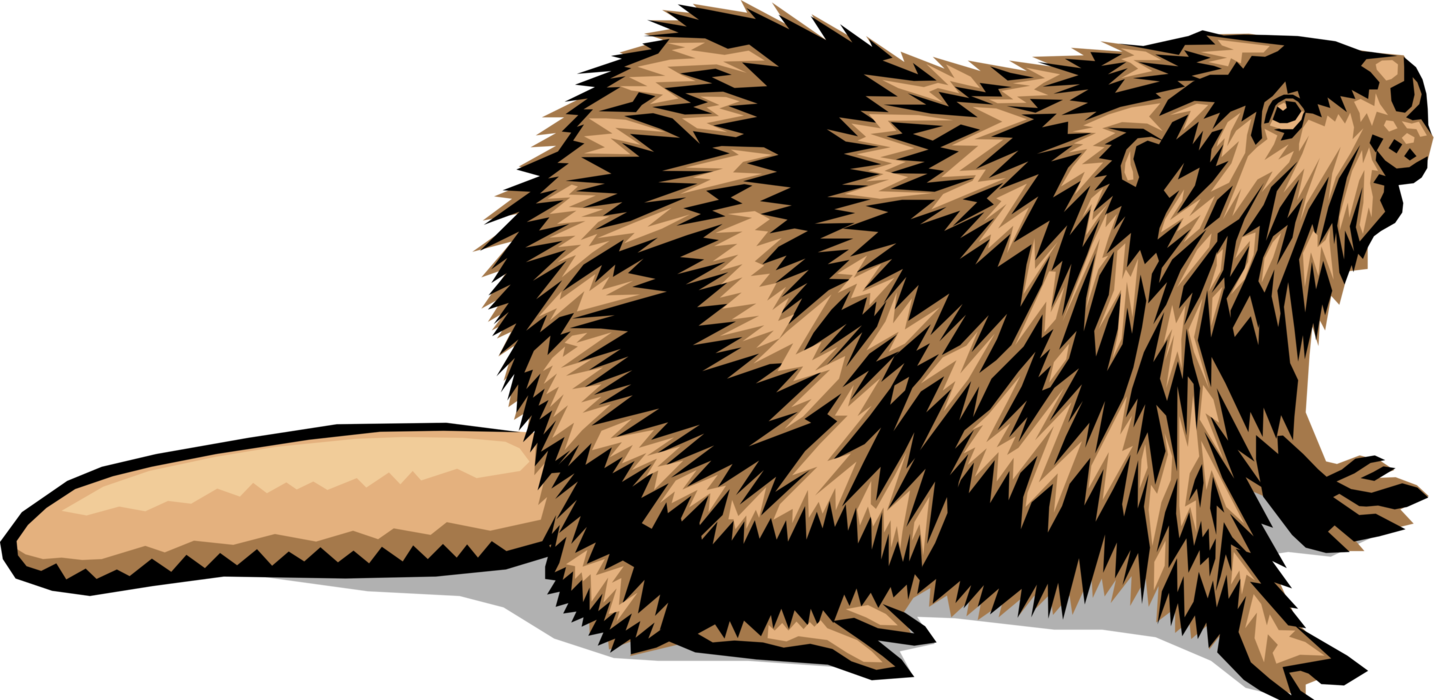 Vector Illustration of Nocturnal Semiaquatic Rodent Castor Beaver