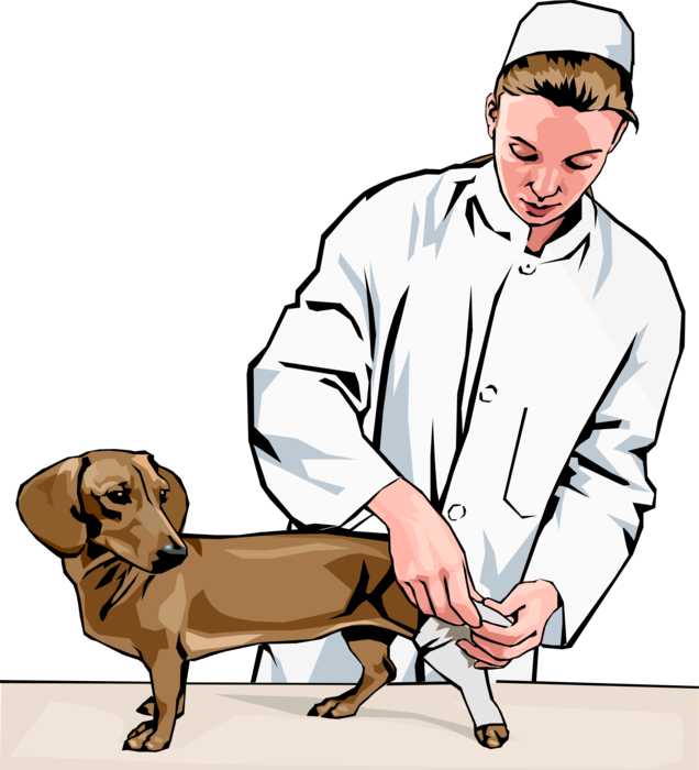 Vector Illustration of Veterinary Physician Bandaging Patient Dachshund Dog's Injured Leg