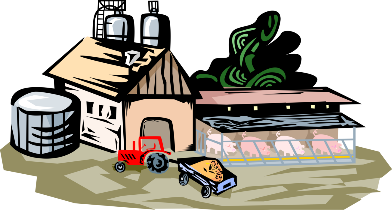 Vector Illustration of Farm Tractor Delivers Feed to Barn with Pigsty Pigpen and Hungry Pigs