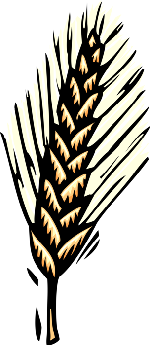 Vector Illustration of Sheaf of Wheat Grain of Cereal Grass