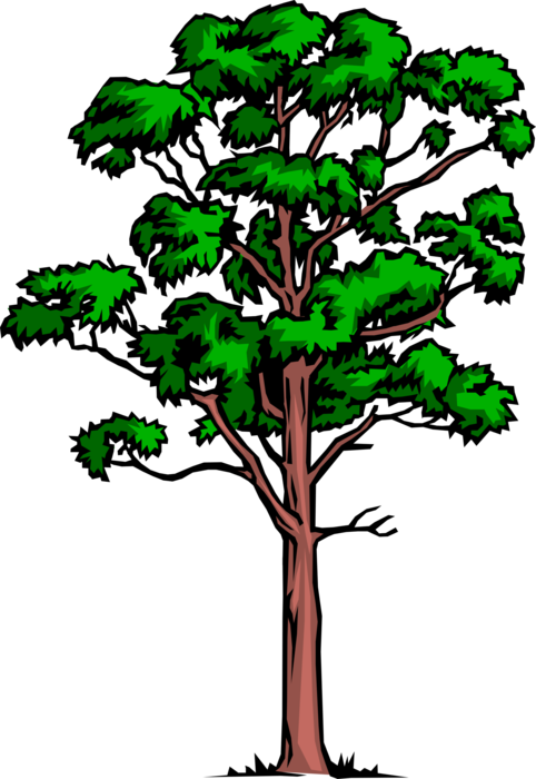 Vector Illustration of Tall Mature Deciduous Tree