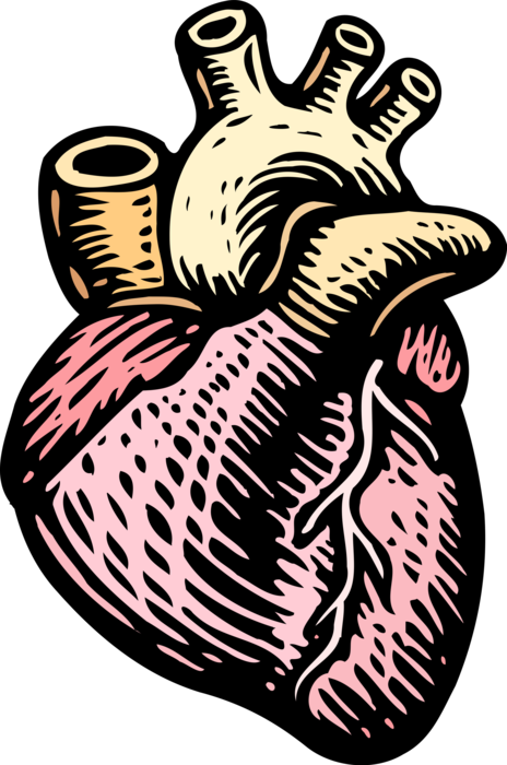 Vector Illustration of Human Heart