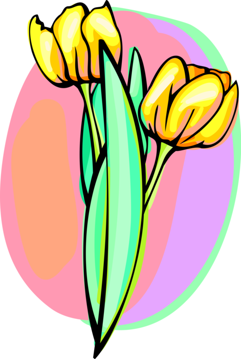 Vector Illustration of Yellow Tulip Flower Bulbous Plants in Bloom