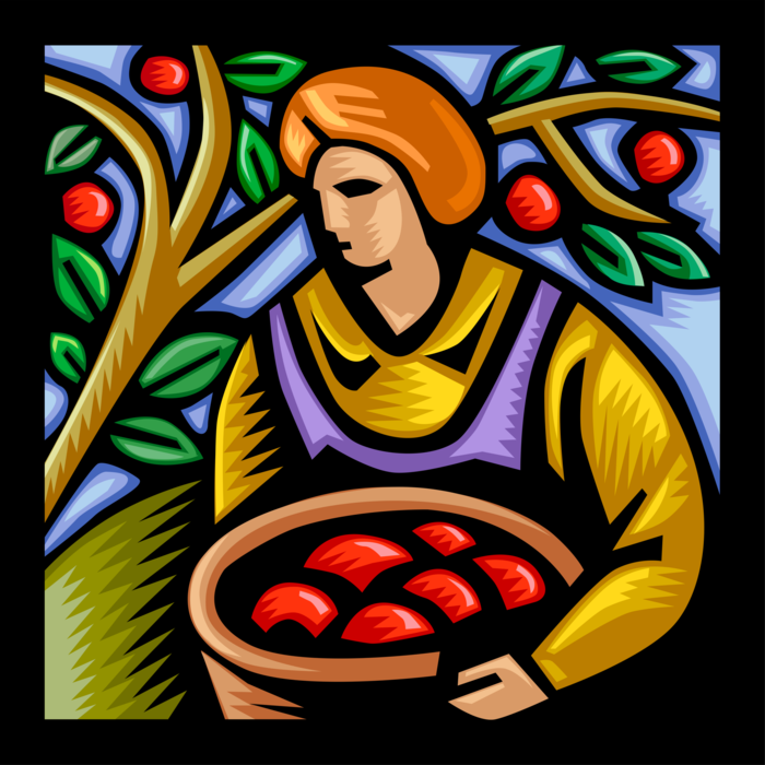 Vector Illustration of Apple Fruit Orchard Harvest Farm Worker Picking Apples