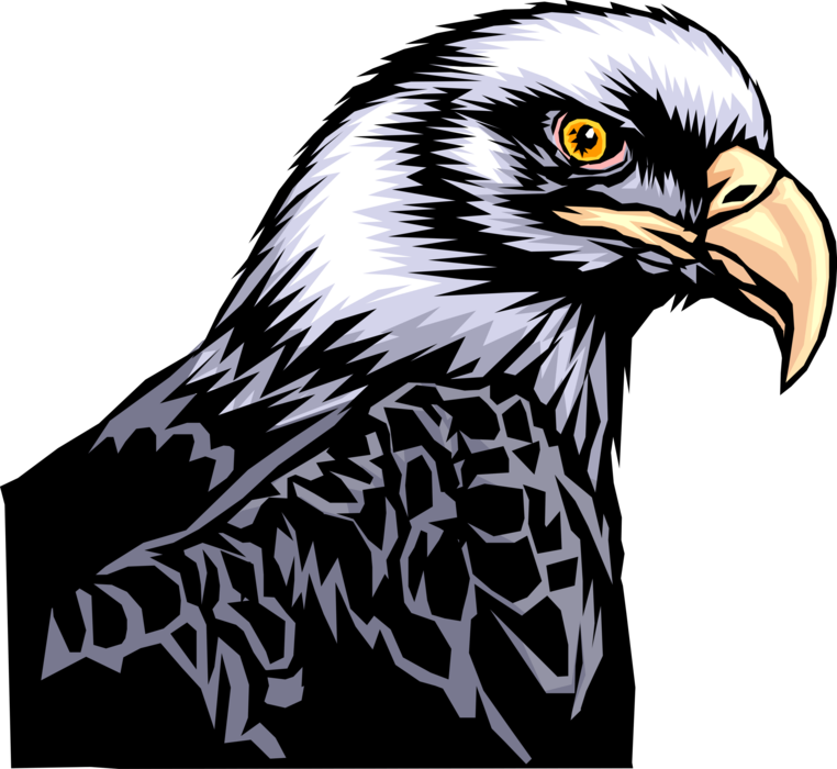 Vector Illustration of American Bald Eagle National Bird Head and Shoulders