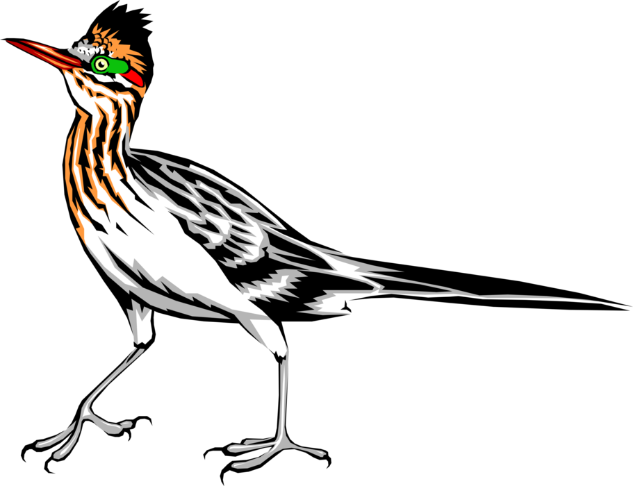 Vector Illustration of Fast-Running Chaparral Bird or Roadrunner