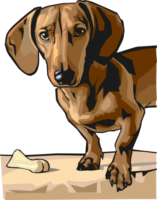 Vector Illustration of Cute Dachshund Dog Looking at You with Bone