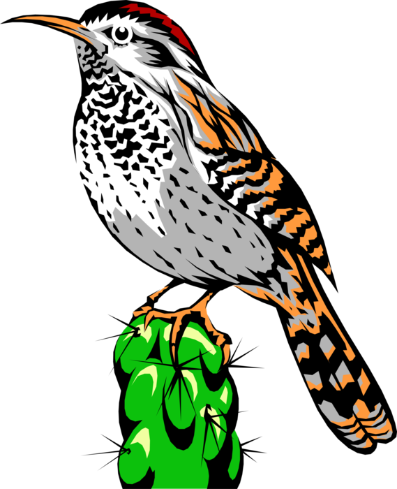 Vector Illustration of Cactus Wren Bird Stands on Cactus
