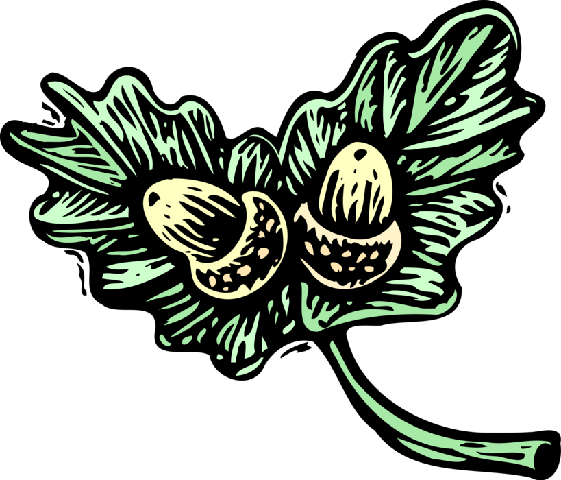 Vector Illustration of Acorns with Oak Leaves