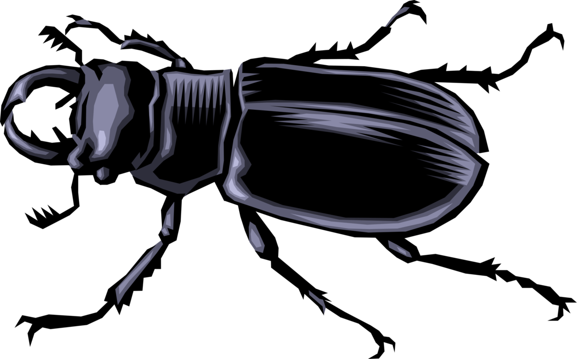 Vector Illustration of Insect Black Scarite Ground Beetle
