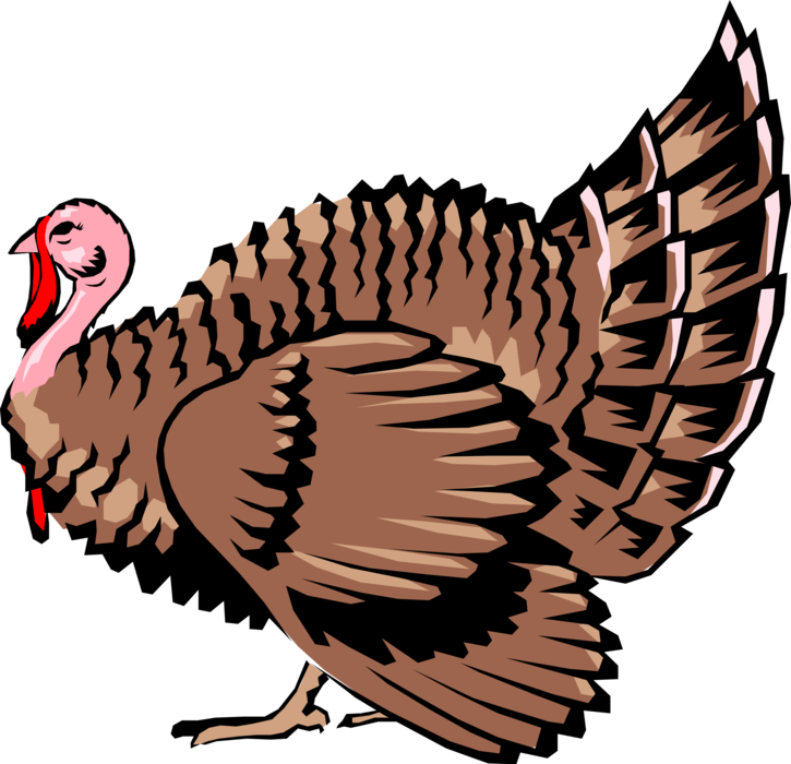 Vector Illustration of Domestic or Wild Turkey Christmas and Thanksgiving Traditional Dinner Animal