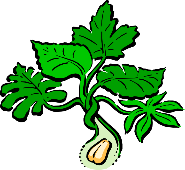 Vector Illustration of Peanut Plant