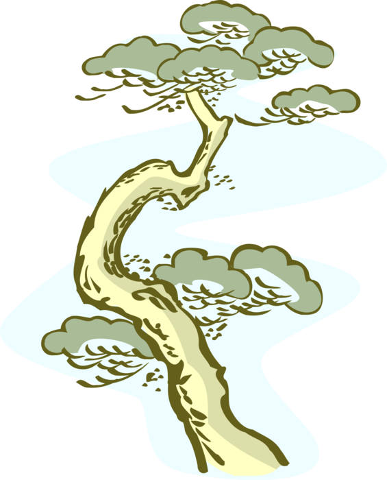 Vector Illustration of Coniferous Evergreen Bonsai Tree