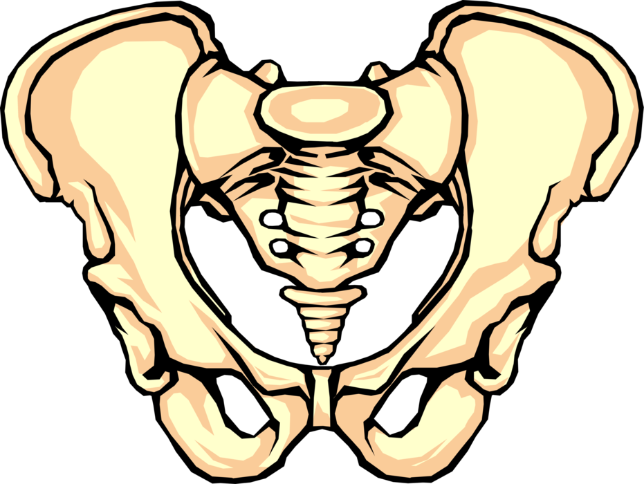 Vector Illustration of Human Pelvis Bone