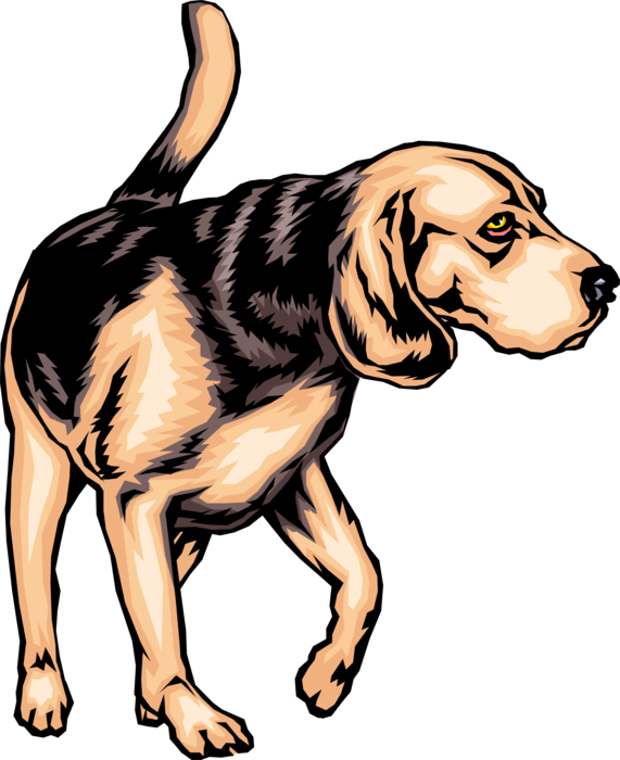 Vector Illustration of Family Pet Beagle Dog Walking Slowly