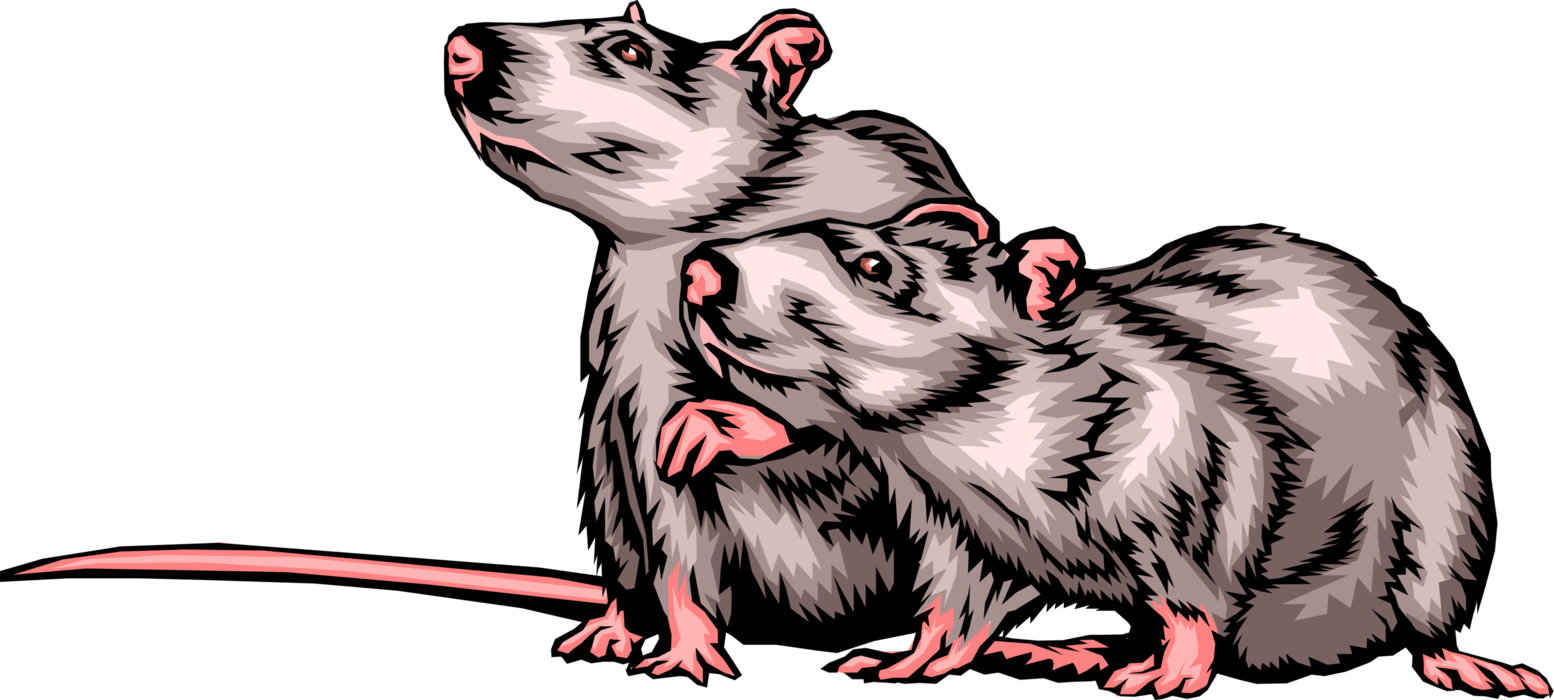 Vector Illustration of Long-Tailed Rodent Rats Sniff the Air