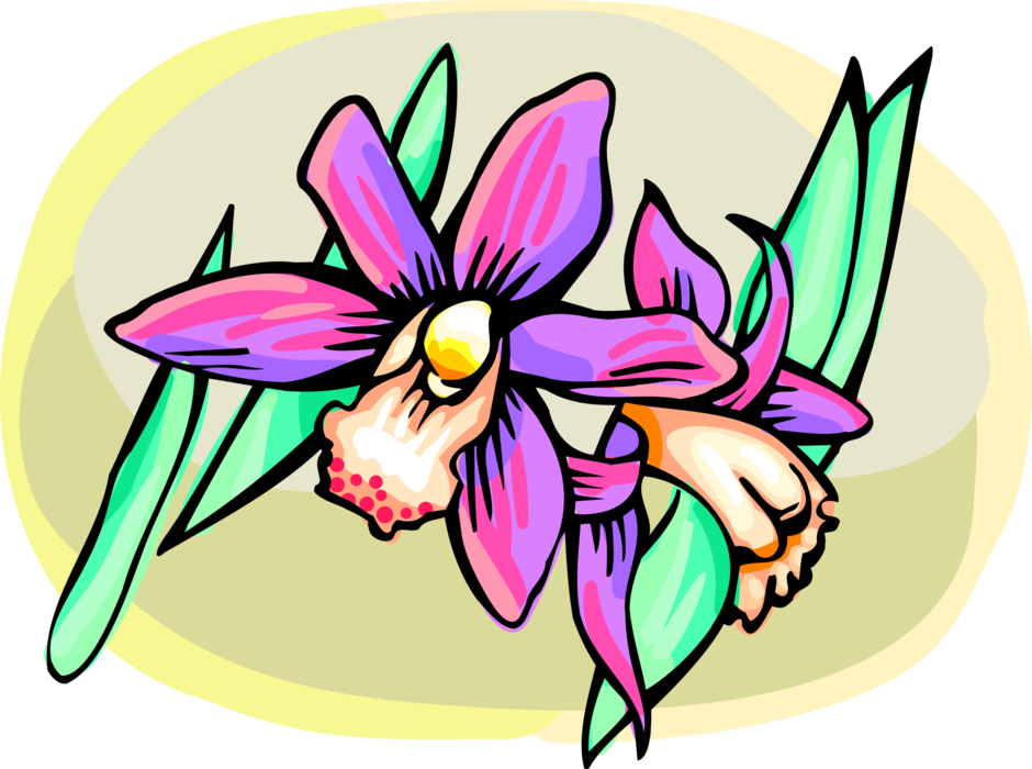 Vector Illustration of Orchid Flower Blossoms in Bloom