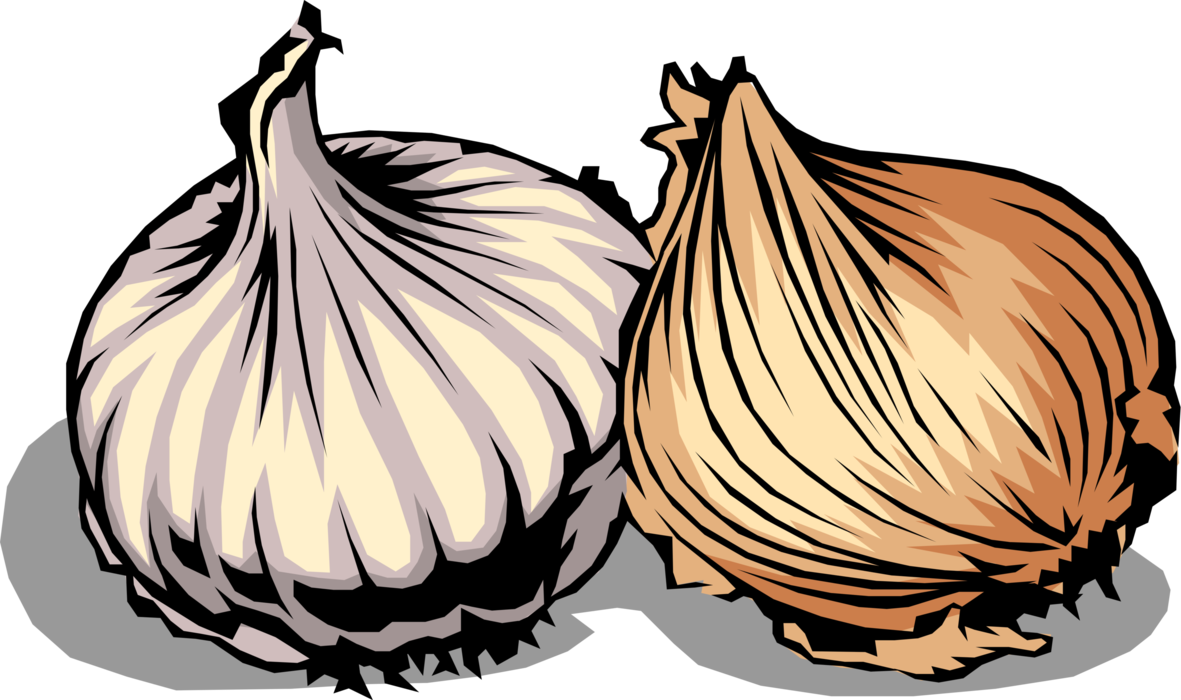 Vector Illustration of Onion Bulb Vegetable