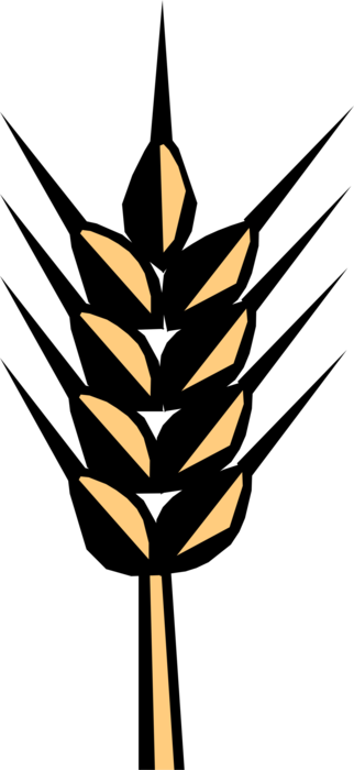 Vector Illustration of Wheat Grain of Cereal Grass Agricultural Crop