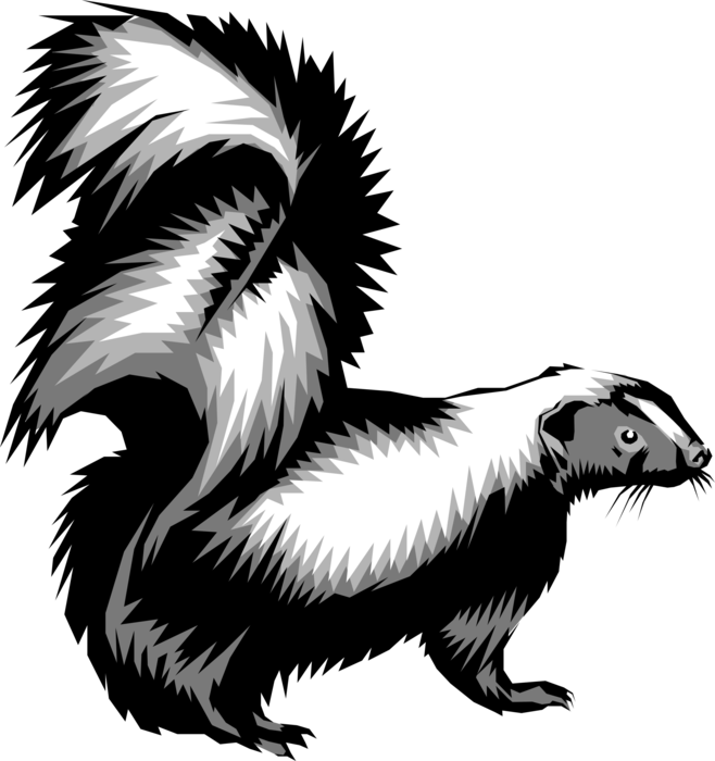 Vector Illustration of Omnivorous Small Mammal Skunk