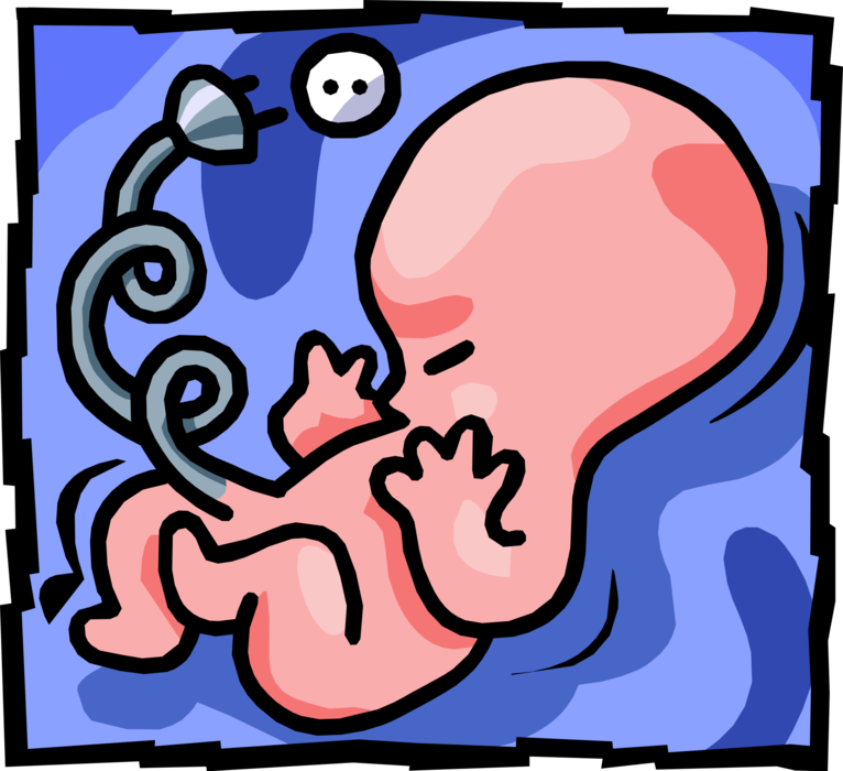 Vector Illustration of Gestation of Fetus with Umbilical Cord "Plugged In"