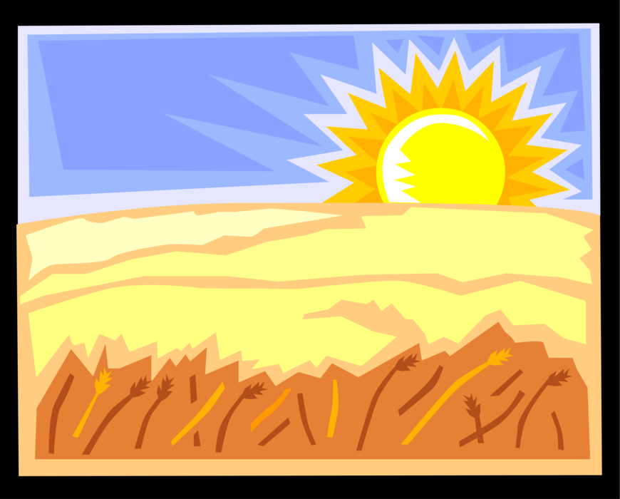 Vector Illustration of Sunset Over Wheat Field Grains of Cereal Grass