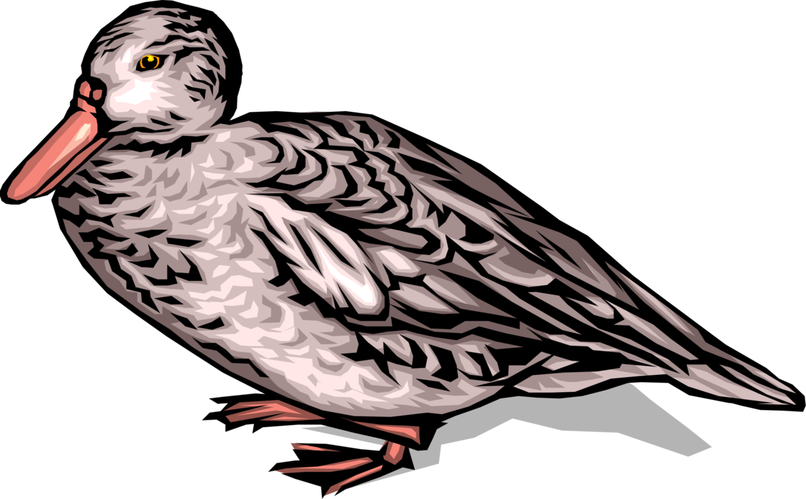 Vector Illustration of Female Mallard Duck Sitting Still