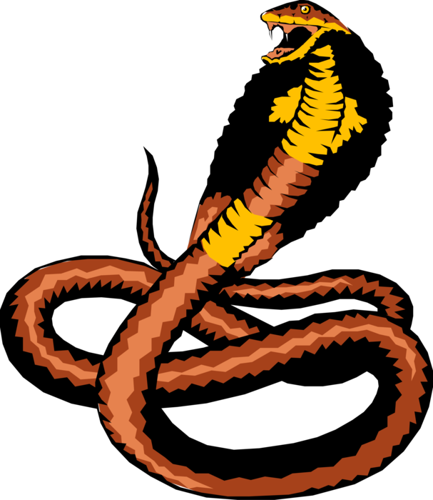 Vector Illustration of Reptile Cobra Snake Ready to Strike with Fangs and Venom