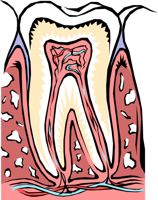 Vector Illustration of Human Tooth Cross Section