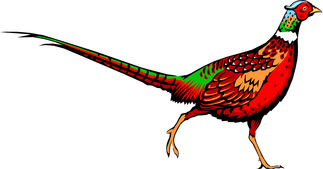 Vector Illustration of Ring-Necked Pheasant Bird Runs on the Ground