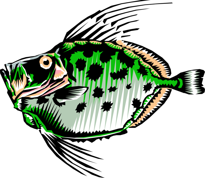 Vector Illustration of Buck Dory Fish