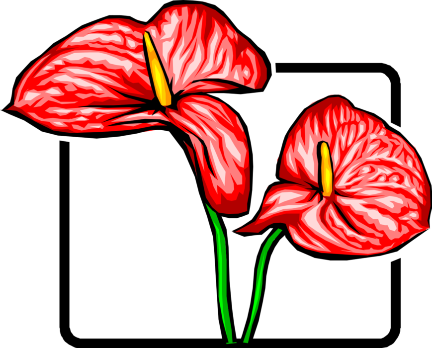 Vector Illustration of Red Anthurium Flowers