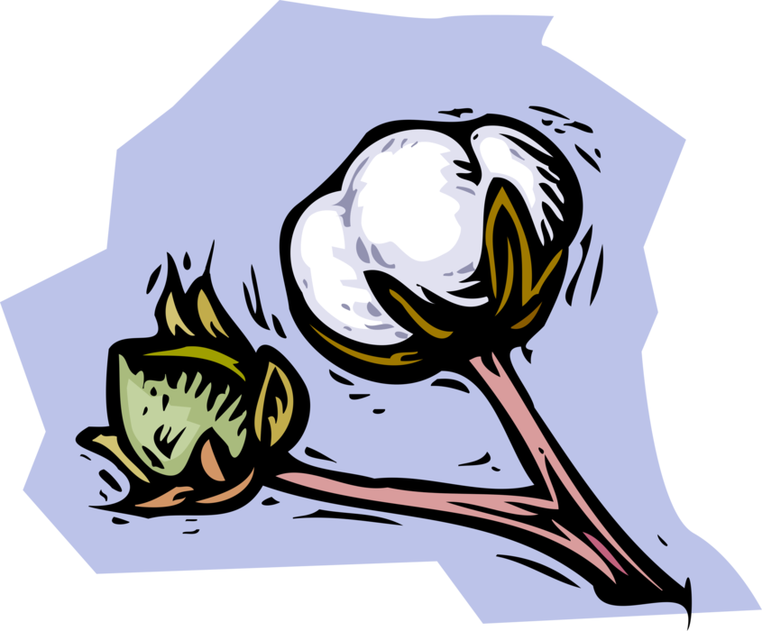 Vector Illustration of Cotton Plant Ready for Harvest
