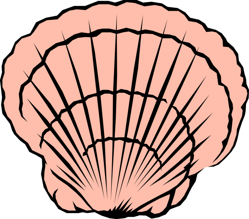 Vector Illustration of Scallop Seashell Marine Bivalve Mollusk