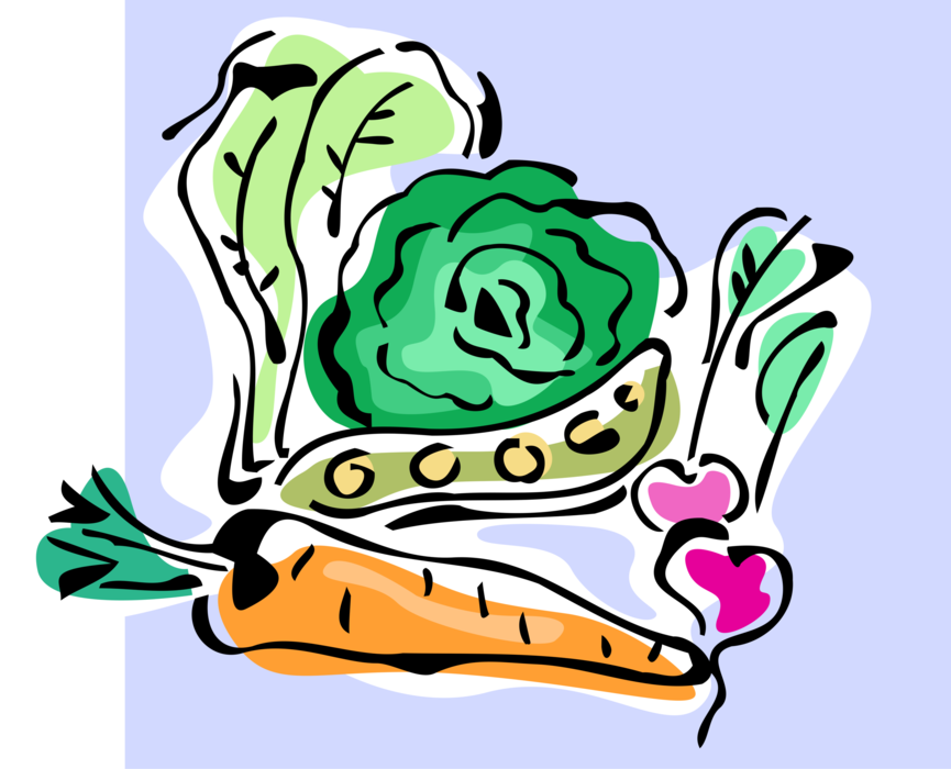 Vector Illustration of Fresh Garden Vegetables Carrot, Radish, Beans, Cabbage and Lettuce