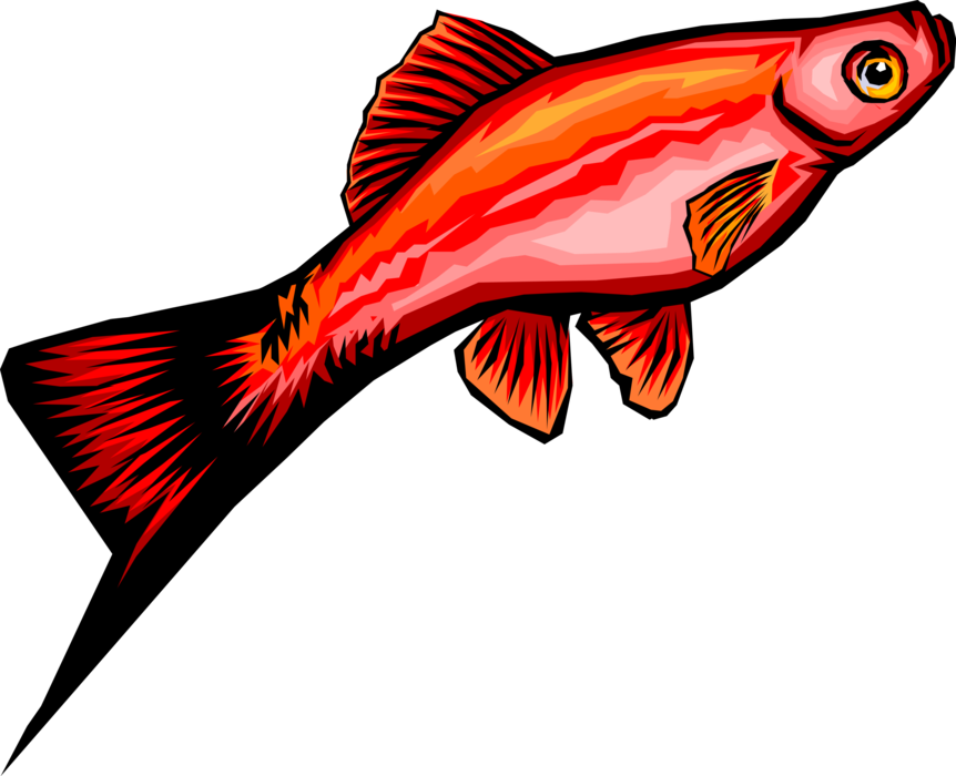 Vector Illustration of Red Tropical Aquarium Guppy Fish 