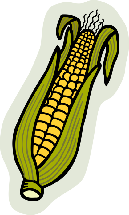 Vector Illustration of Corn on the Cob Grain Plant Maize Husk