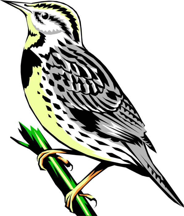 Vector Illustration of Western Meadowlark Icterid Bird on Tree Branch