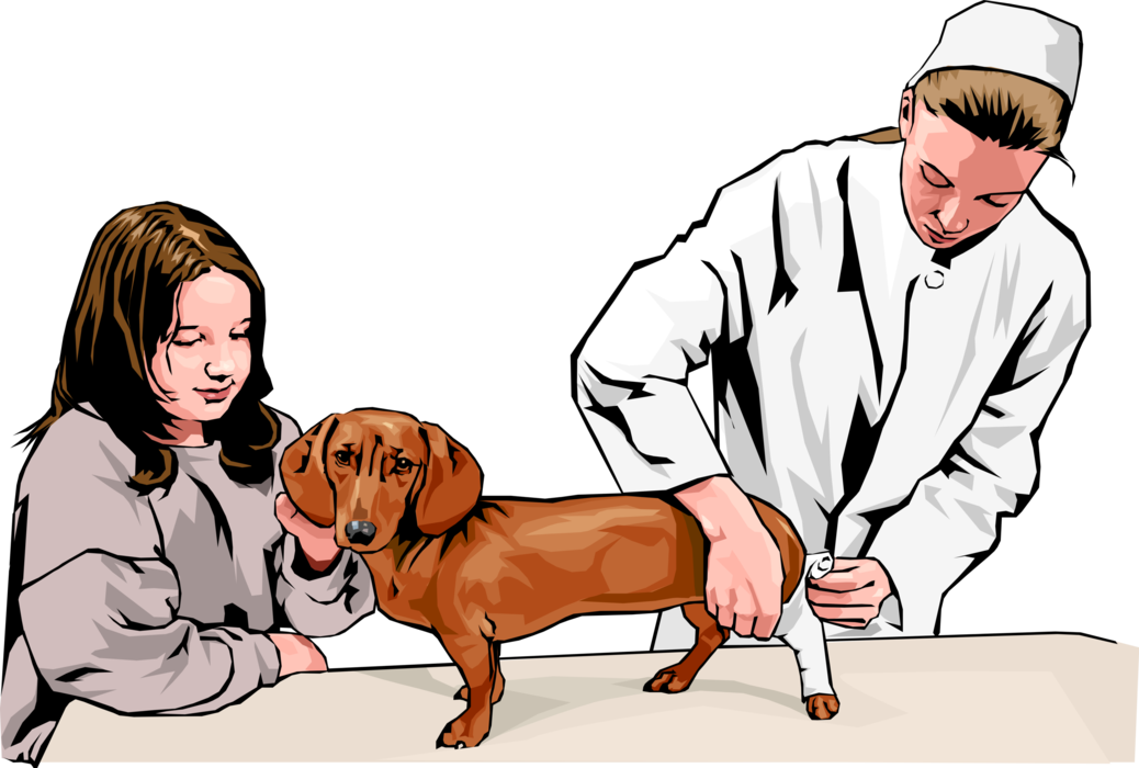 Vector Illustration of Veterinary Physician and Dog Owner Bandaging Dachshund Dog's Injured Leg