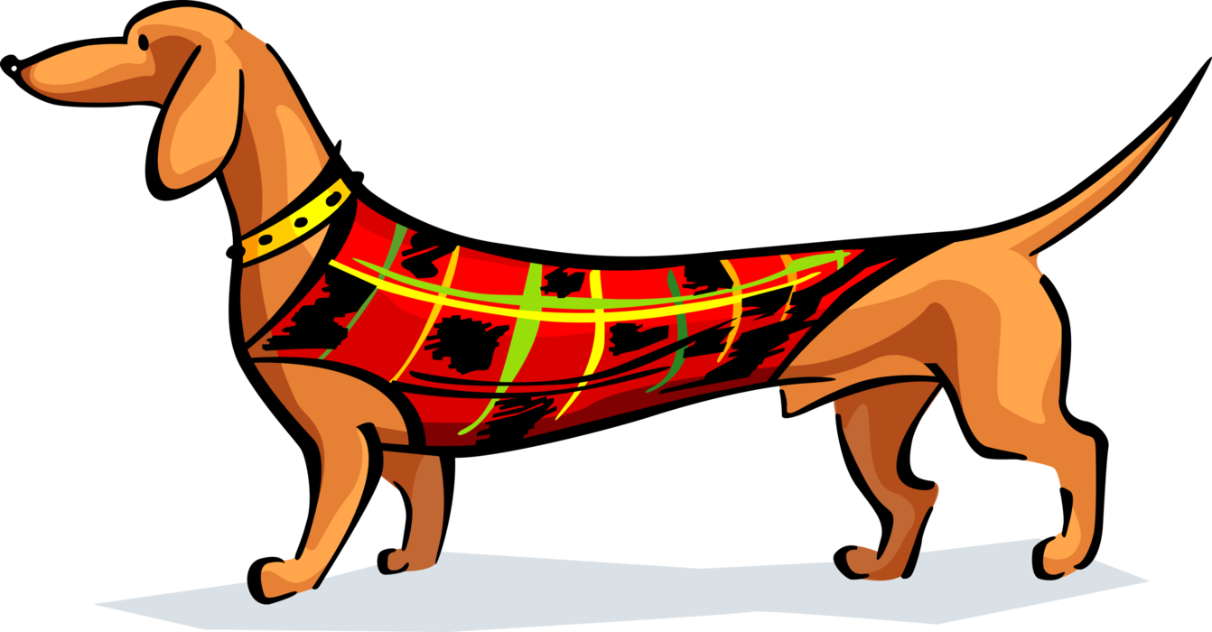 Vector Illustration of Dachshund Wiener or Sausage Dog in Coat