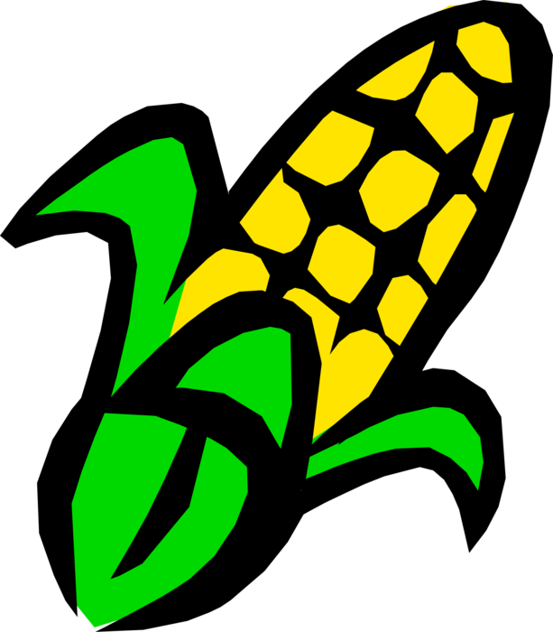 Vector Illustration of Sweet Corn on the Cob Grain Plant Corn Husk