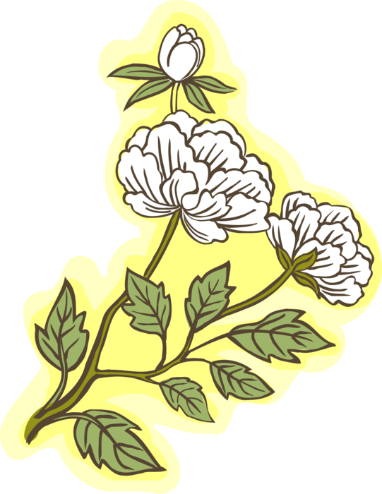 Vector Illustration of White Flowers in Bloom