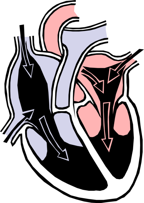 Vector Illustration of Human Heart Chambers