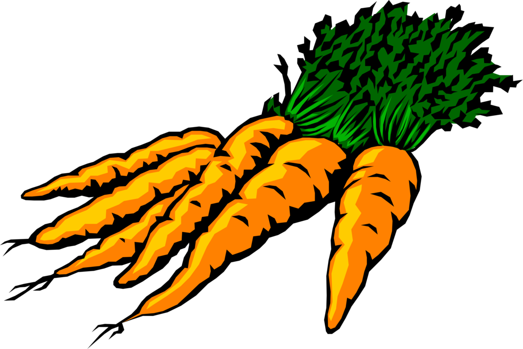 Vector Illustration of Garden Root Vegetable Carrot Contains Carotenoids for Vision and Eye Health