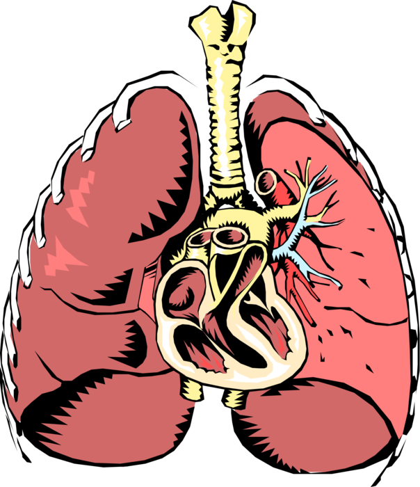 Vector Illustration of Human Lungs and Heart